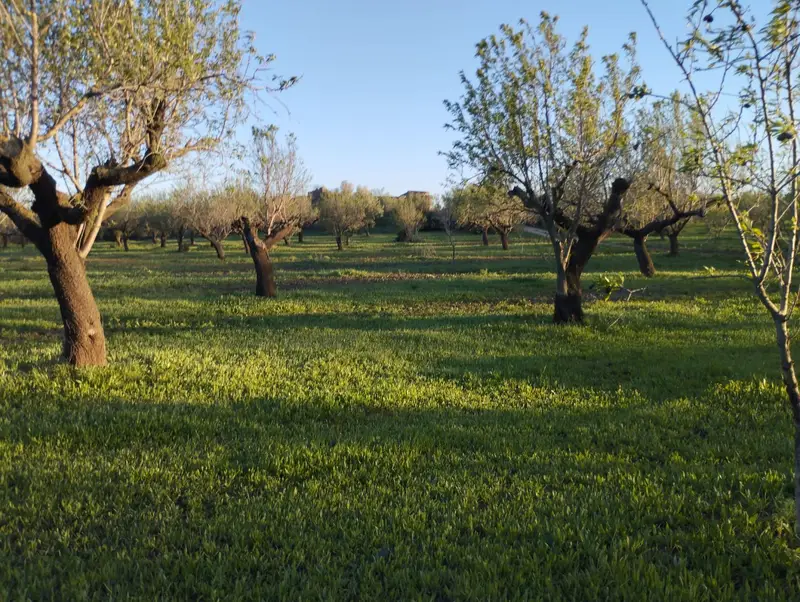 Venta Finca Rustica Masia Rosell 20799m2 94 Olivos