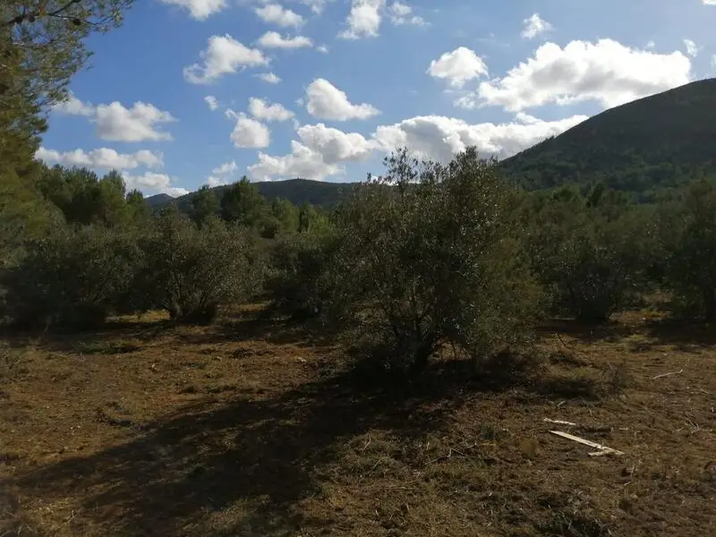 Terreno Ecologico en Venta Alcalali 10000m2