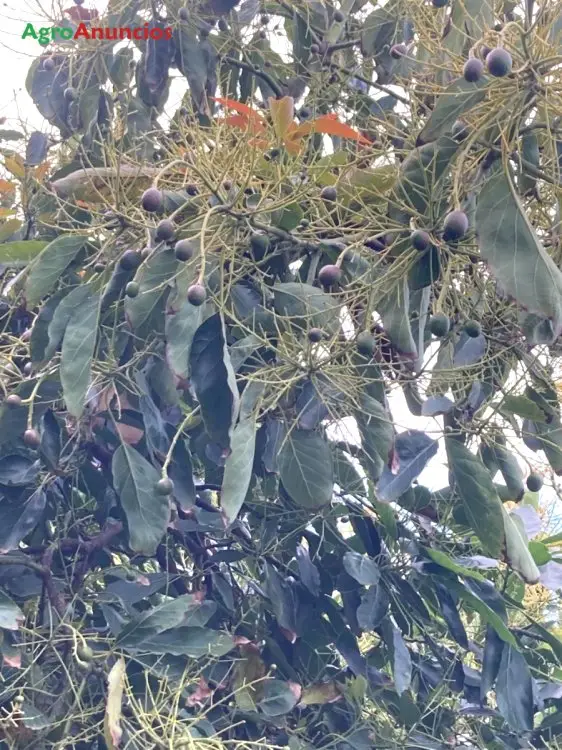 Venta  de Finca de aguacates en Málaga