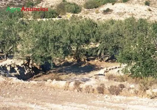 Venta  de Finca con aljibe en Alicante