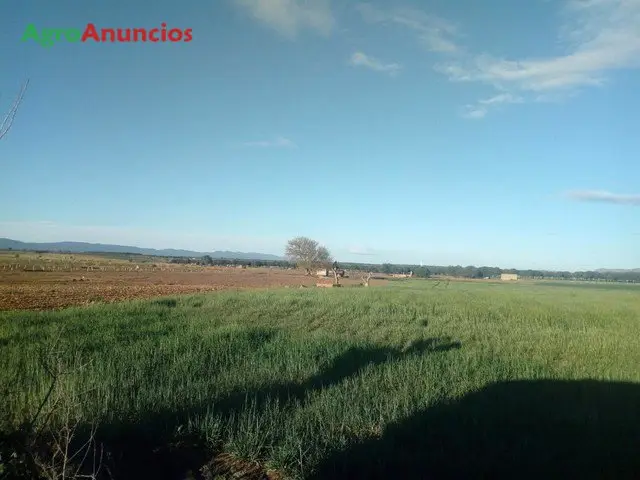 Venta  de Finca de labor para pistachos en Toledo