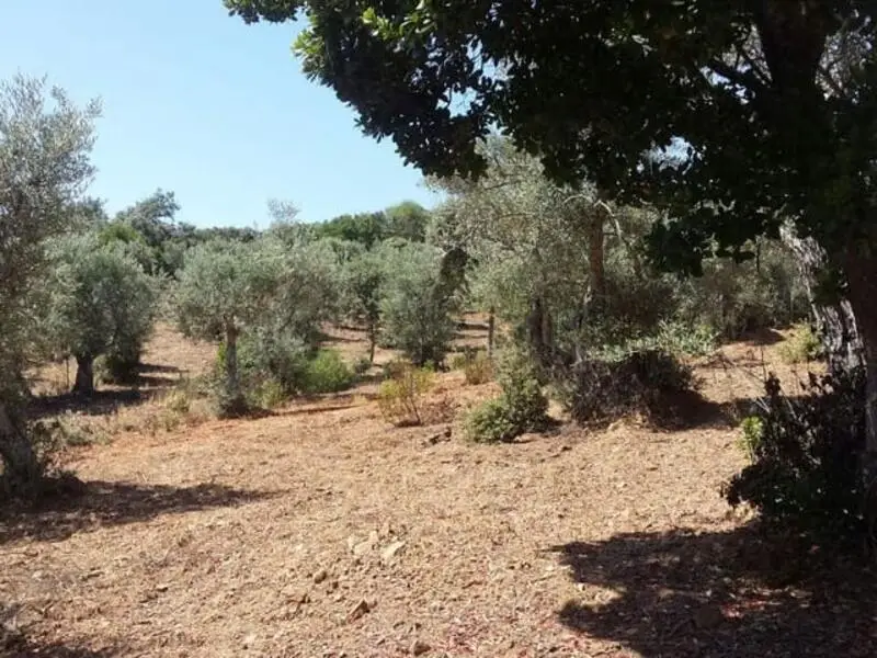 Terreno en Venta Herguijuela 2 Hectareas Olivos Vistas
