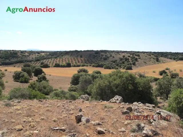 Venta  de Finca mixta de labor y monte en Ciudad Real