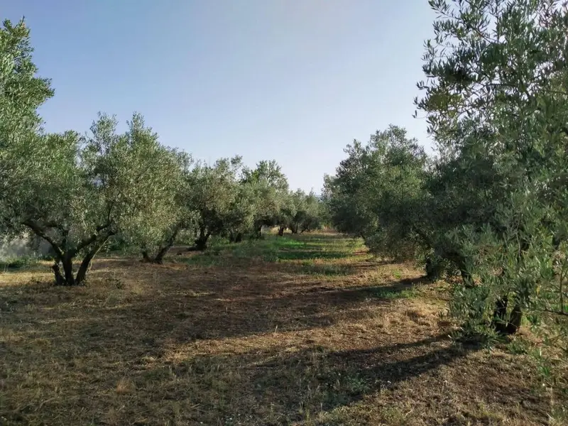 Terreno en Niguelas, Granada provincia