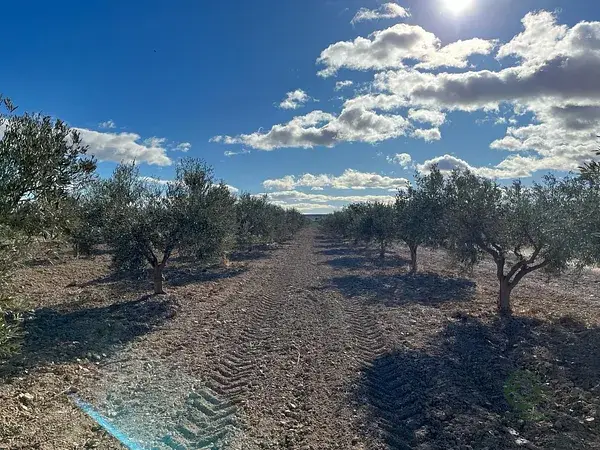 Parcela Rustica con Olivos en Totana Murcia