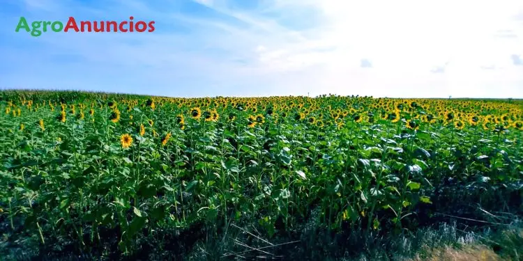 Compra  de Finca de regadío en Lleida