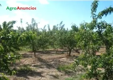 Venta  de Finca de frutales en Lleida