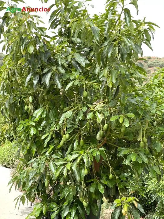 Venta  de Finca de aguacates en Málaga