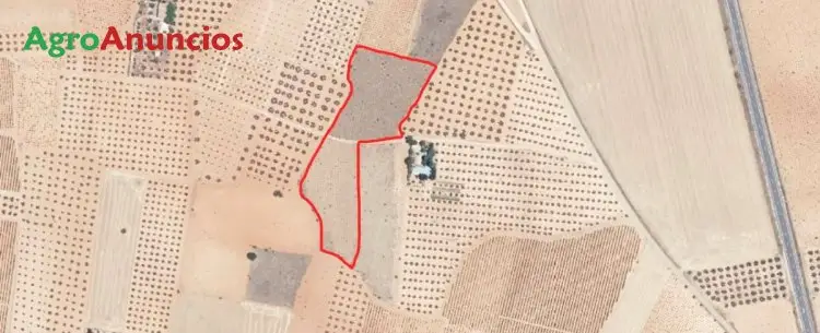 Venta Parcela 12 Ha Los Llanos Ciudad Real Cerca Valdepeñas