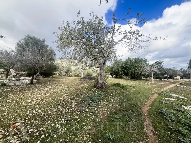 Finca Rustica en Sierra de Tramuntana con Proyecto de Reforma
