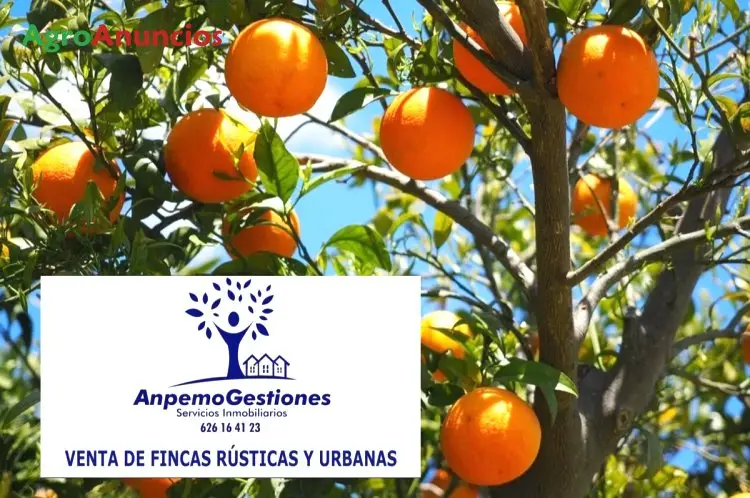 Venta  de Finca de naranjos en Córdoba