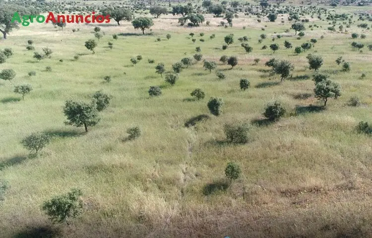 Venta  de Finca de caza menor en Badajoz