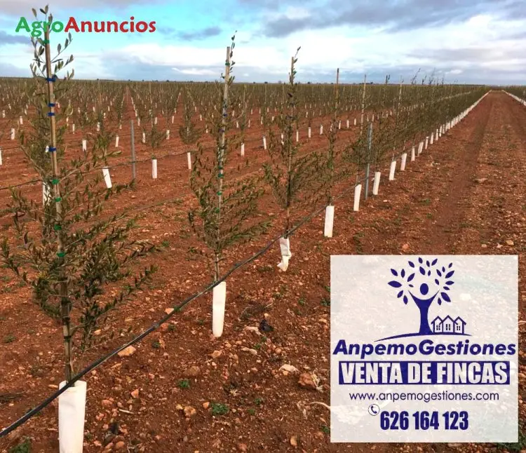 Venta  de Finca de olivar superintensivo en Córdoba