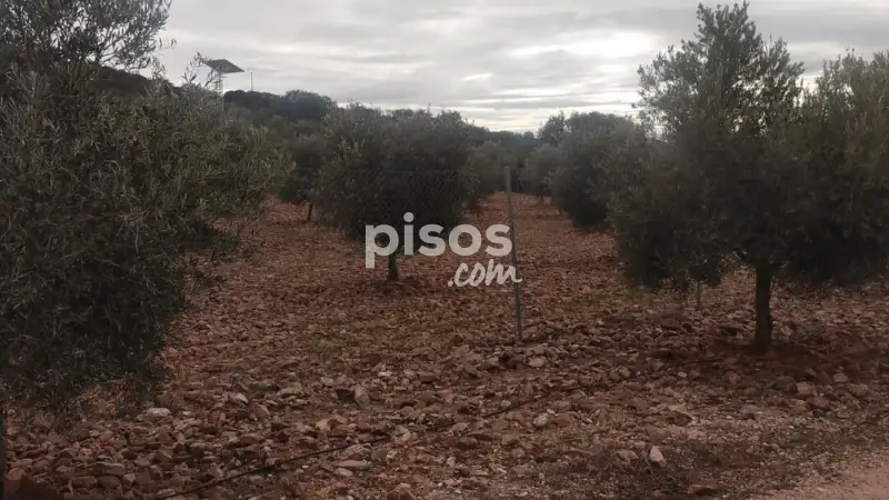 Finca Rustica en Venta La Solana 30000m2