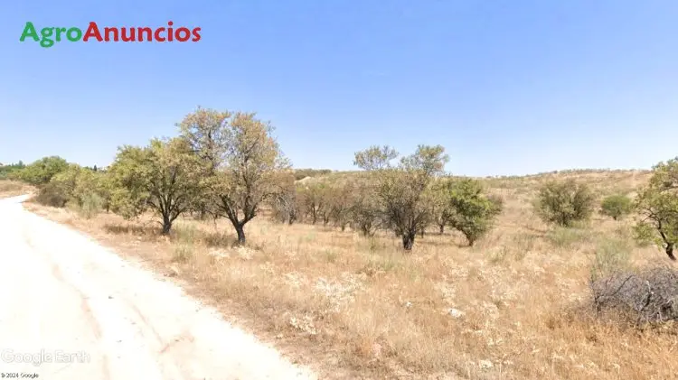 Venta  de Finca de almendros en Toledo
