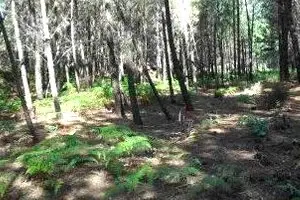Venta  de Finca forestal en Cáceres