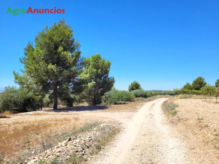 Venta  de Finca de olivos en Granada