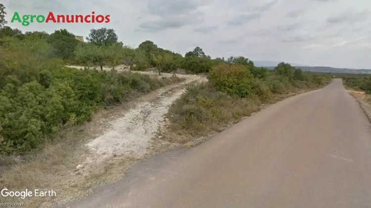 Venta  de Finca de olivos y monte en Castellón