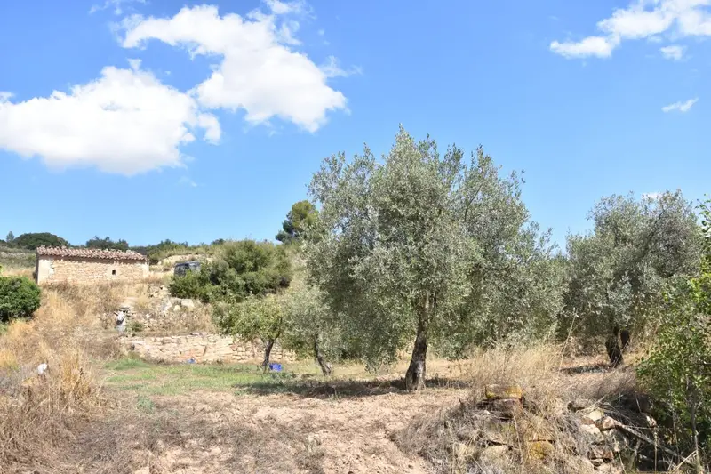 Venta Finca Mazaleon Huerta Regadio 4044m2