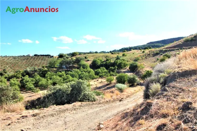 Venta  de Finca de aguacates y olivos en Málaga