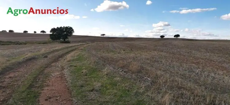 Venta  de Finca secano para proyectos fotovoltaicos energía renovables en Cáceres