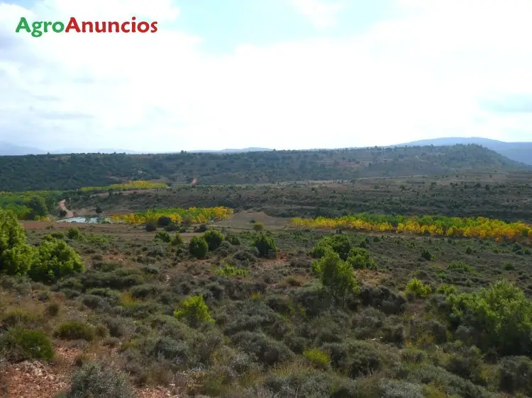 Venta  de Finca rústica para cultivo de trufa en Teruel