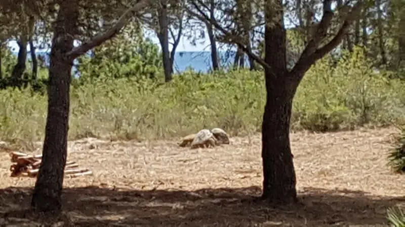 Solar/Parcela en venta en Sant Jordi d'Alfama, L'Ametlla de Mar, Tarragona
