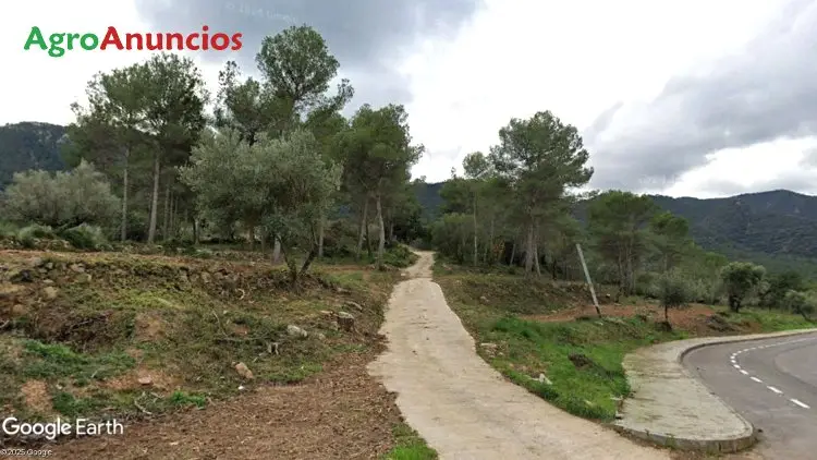 Venta de Olivar para Recreo en Artana Castellón