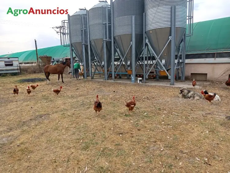 Venta de Granja y Matadero de Pollo Ecológico en Segovia