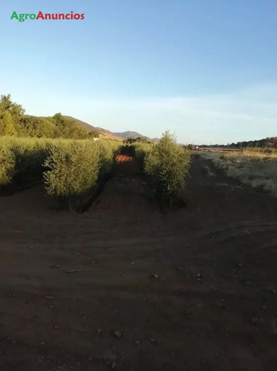 Venta  de Finca de olivar superintensivo en Badajoz