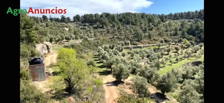 Venta  de Finca de olivar de regadio en Lleida