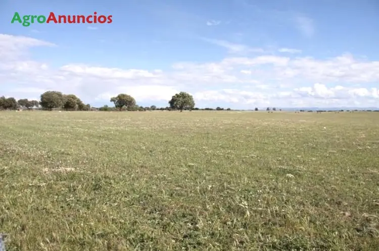 Venta  de Finca de regadío en Badajoz