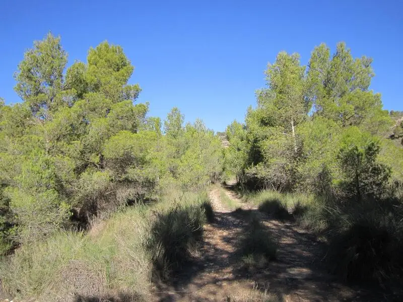 Terreno con Olivos Centenarios en Yecla