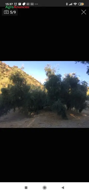 Venta  de Finca de olivos con luz y agua de contador en Córdoba