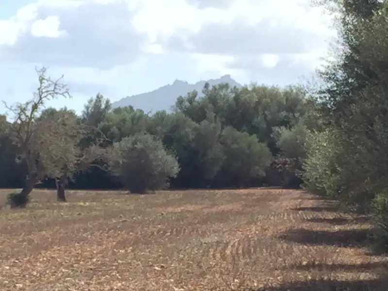 Venta Terreno Rustico Son Valls Felanitx