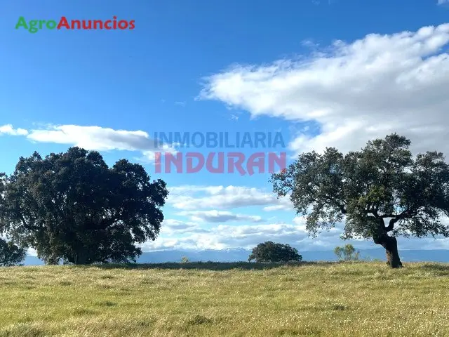 Venta Finca Ganadera 130 Hectareas Caceres