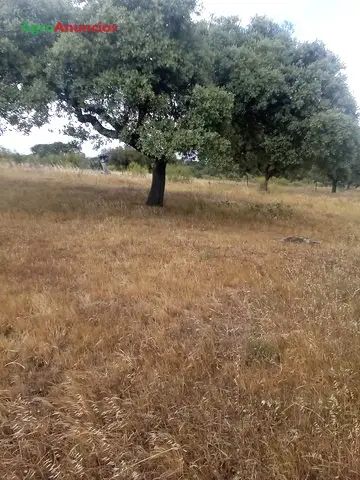 Venta  de Finca ganadera de excelentes pastos en Cáceres