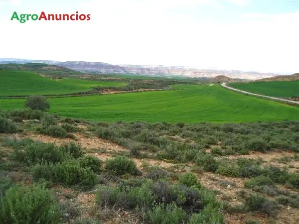 Venta  de Terreno de cereal secano en Soria