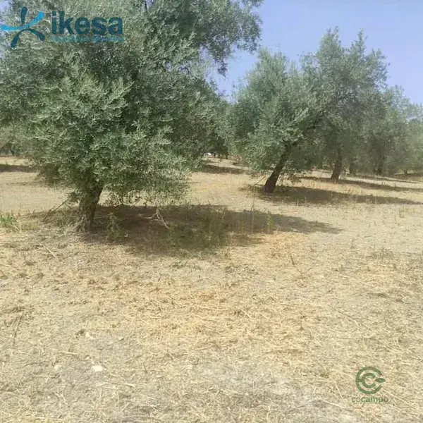 Finca de Olivos en Jaen 24394m2