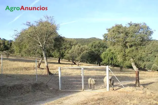 Venta  de Finca para vacas y ovejas en Cáceres