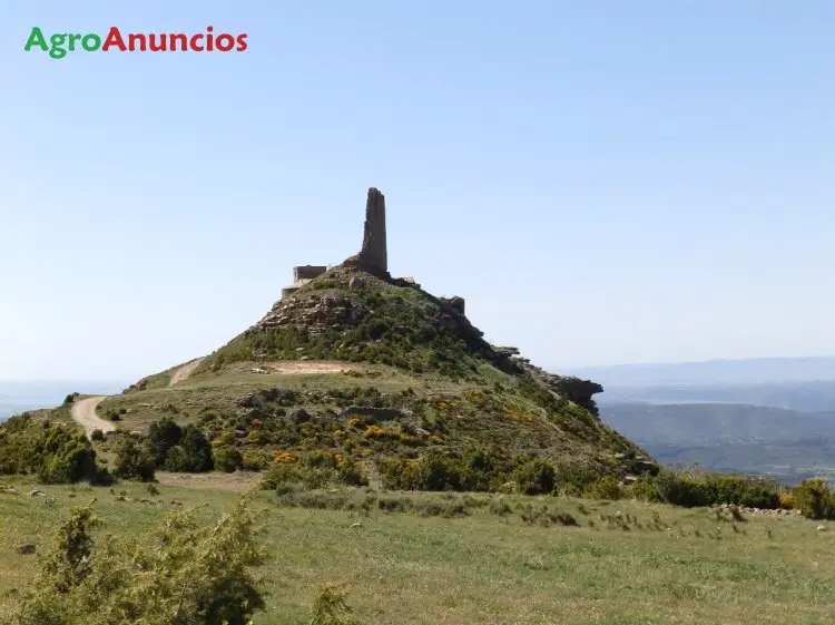 Demanda  de Fincas para siembra de forrajes en Huesca