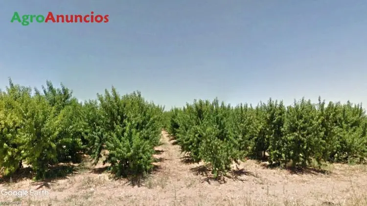 Venta  de Finca frutales regadío en Zaragoza