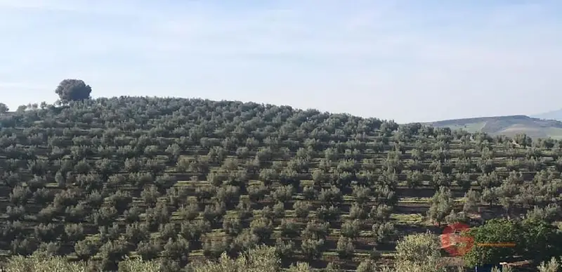 Venta Finca Rustica 8 Dormitorios Alhama Granada