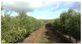 Venta  de Finca de olivos hojiblancos con molino de aceite en Sevilla