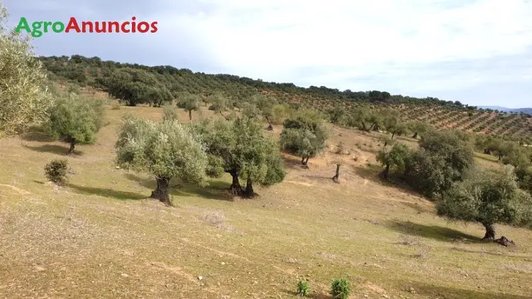 Venta  de Finca de  olivar tradicional ecológico con certificación en Córdoba