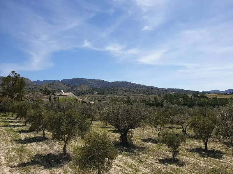Terreno en Venta Sax Alicante 21000m2 Arboles Frutales