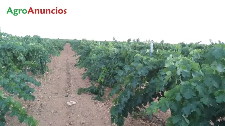 Venta  de Finca de viñas riego por goteo en Ciudad Real