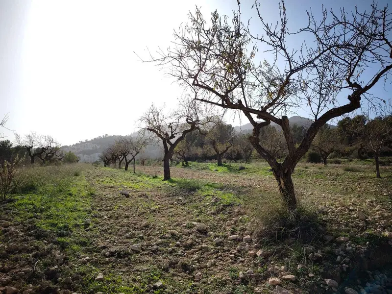 Finca Rustica con Caza en Murcia 80 Hectareas