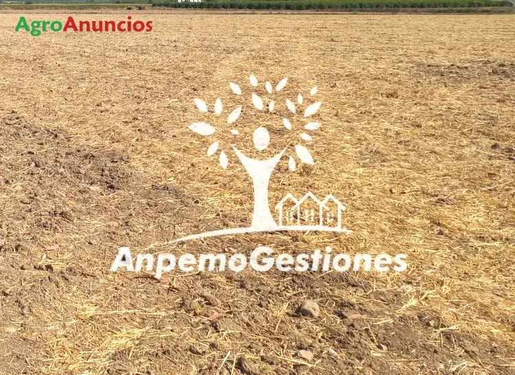 Venta  de Finca de regadío en Sevilla