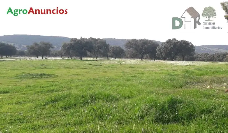 Venta  de Finca dehesa ganadera y de labor en Ciudad Real